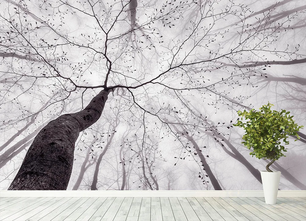 A View Of The Tree Crown Wall Mural Wallpaper