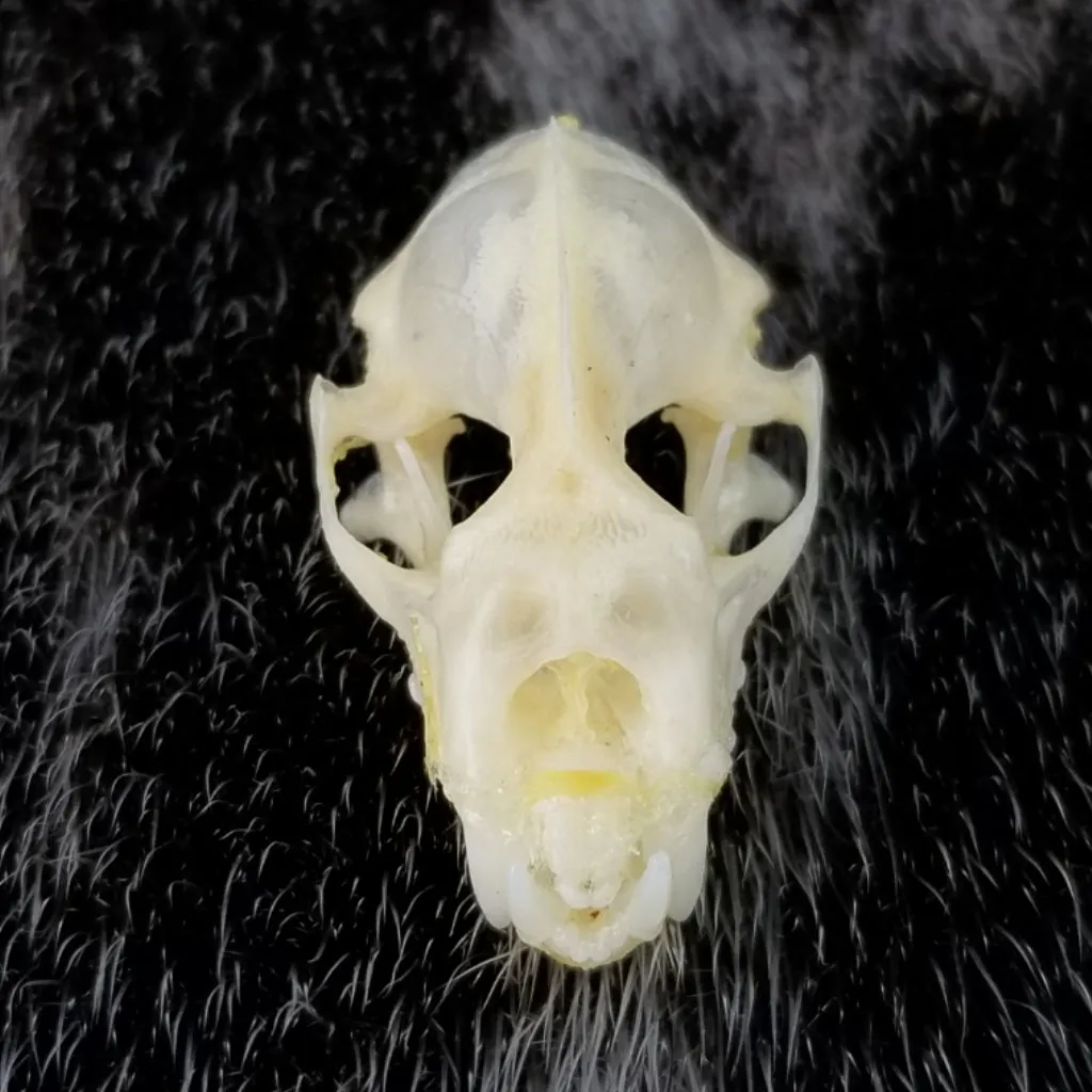 Diadem Leaf-Nosed Bat Skulls