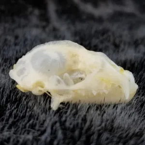 Diadem Leaf-Nosed Bat Skulls